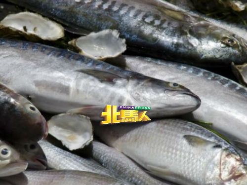 吉州政府有意在印度洋捞捕金枪鱼。