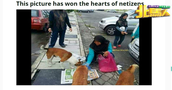 从照片上看，穆斯林女子拿着食物，喂食街上的流浪狗。（网路截图）