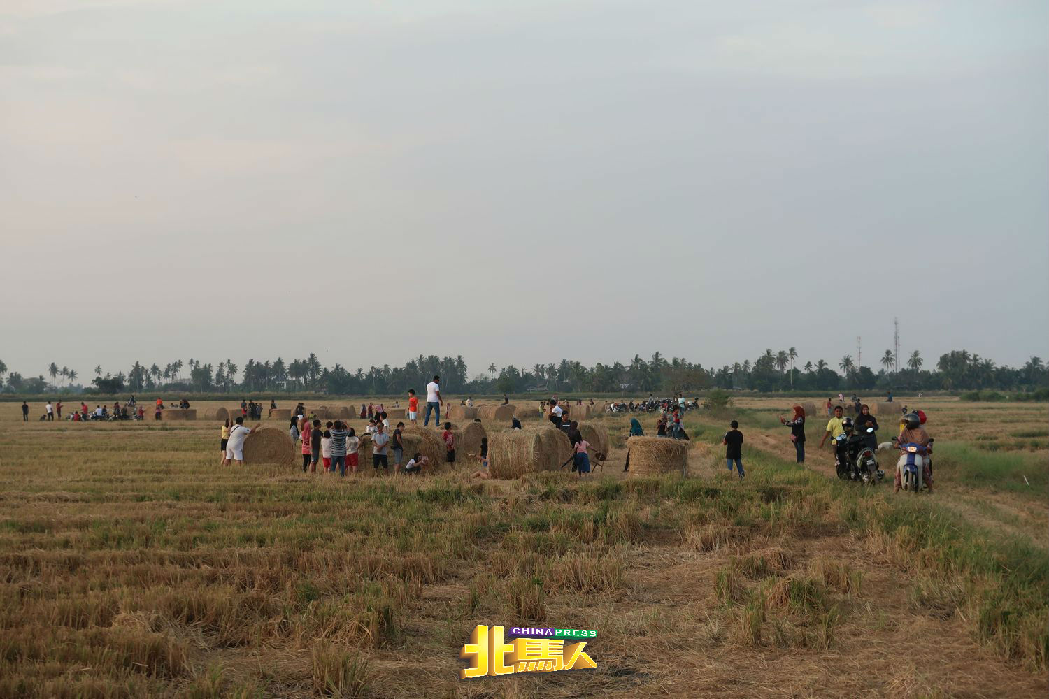 傍晚时分，稻田的卷卷草聚集许多慕名而来的本地和外地民众。