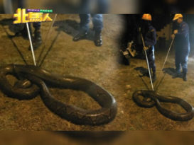 天气热到蛇也暴走 民防部队提醒：“穿鞋要多看几眼！”