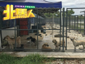 【今日北馬頭條】 威省防虐动物协会零收入 猫狗面对断粮危机