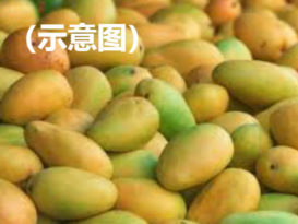 大马检验及检疫局拦4罗厘  起带害虫芒果