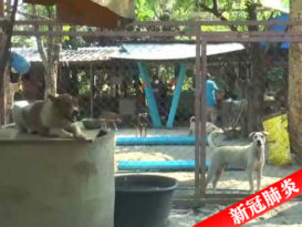 ◤新冠肺炎◢失业吃不饱弃宠物 寺庙收留逾300只狗