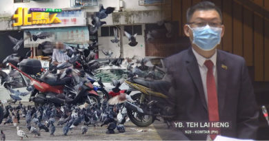 ◤槟州议会◢ 鸽子粪便成细菌温床 郑来兴建议修法对付喂鸽人士