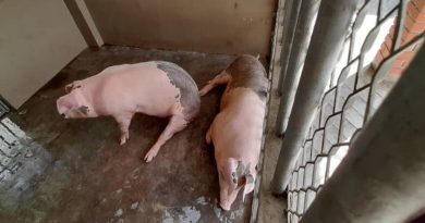 被捕后进行拍卖 2母猪800出售
