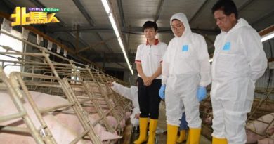 平安村 华都村 列集中养猪区 保障权益 猪农赞好！