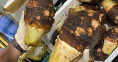 非法运载入境 140公斤芋头被充公