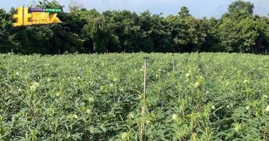 北海大部分菜价如常 少部分受雨季影响 涨30%