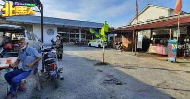 不满路坑长达2年没修补 润绒市民将香蕉树种路坑