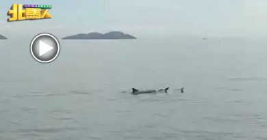 渔夫目击50海豚  畅游公巴码头海域