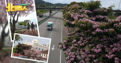 风铃木怒放季节 3月天空有一抹粉红