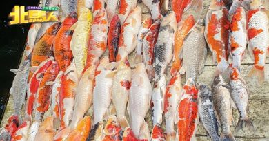 亲戚手痒痒 112锦鲤鱼 翻肚死翘翘