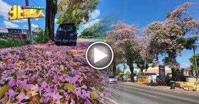 风铃木花开花落 满地尽是粉红花