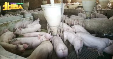 通过非洲猪瘟疾病控制令宪报  诺丽拉：遏制槟养猪业传播