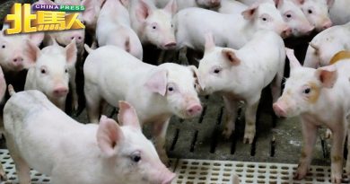 禁外州猪入境没影响 槟生猪自供自足