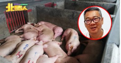 宰猪机器又故障 杨征家：“十分糟糕！”
