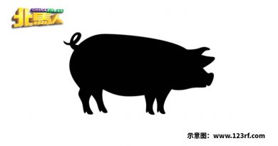 威省市厅取缔无牌宰猪场 向业者开罚单谕令关3天