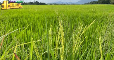 改善稻米工业基设津贴 吉大臣：可摆脱依赖进口白米
