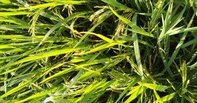 圈定槟等4州逾千公顷土地 用于合法稻米种苗出口补贴计划