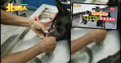 被利刃砍伤狗狗 已送往诊所治疗