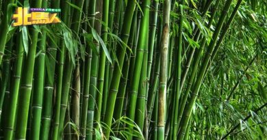 1000万竹子种植项目一开跑   交怡或成为最大竹子产地