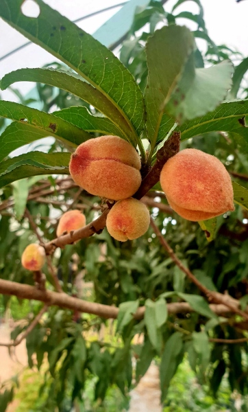 陈顺发成功在大马种出桃子。
