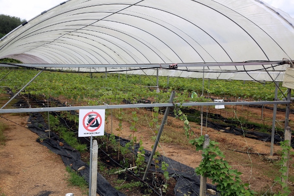 5年里，陈顺发投资了至少200万令吉在试验种植葡萄。