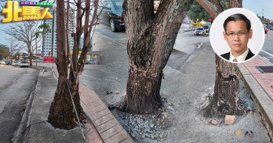 大马樱花遭人蓄意破坏枯萎 市议员吁公众 齐揪杀树元凶