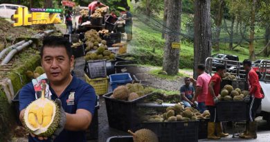 榴梿季节 天气炎热 产量需求量及价格低