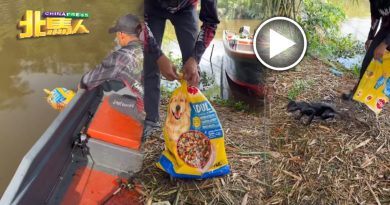 天啊！ 谁如此残忍  小猫咪打包进袋 丢入河