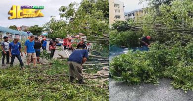 大树倒下 差点压中行驶中轿车