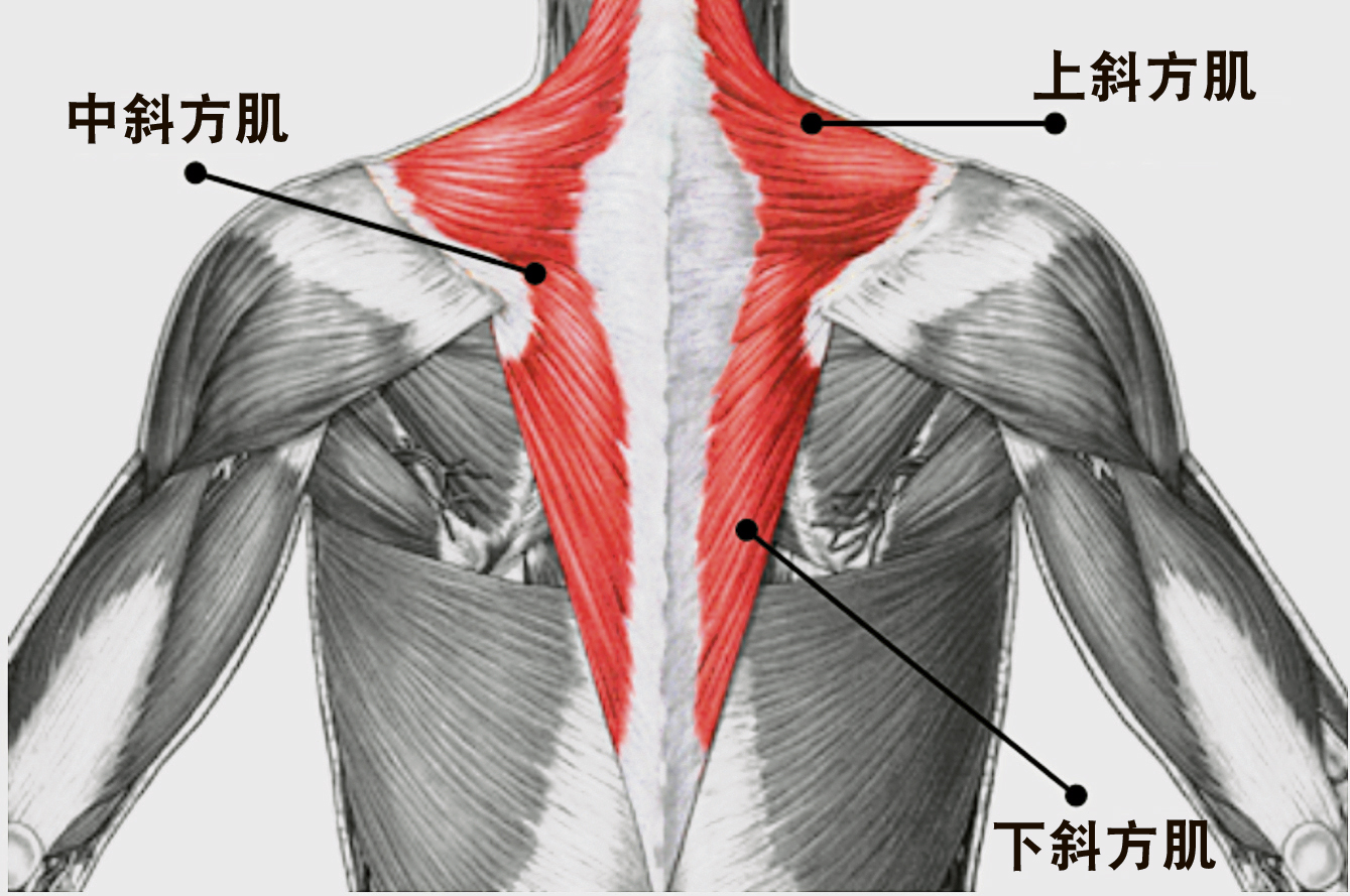 斜方肌位于颈项后部和上背部。