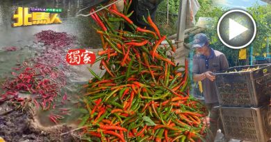 外劳与本地菜农 恶性竞争  辣椒滞销 菜农忍痛丢