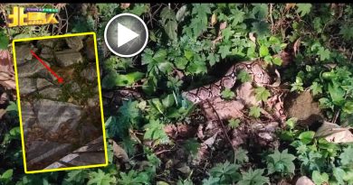 蟒蛇出现在公寓后方山坡  小蛇出现在卡巴星道岸边