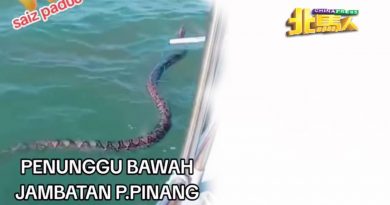 大热天气 蟒蛇在大桥下畅游