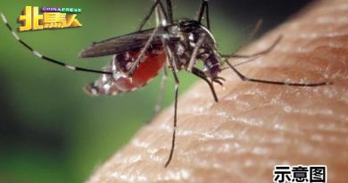 槟今年至今 146骨痛热症病例 东北县1宗死例