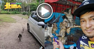 铁厂技工超爱猫  月花1500 养16只猫