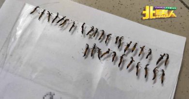 又到隐翅虫季节 住高楼女子 年年都中招