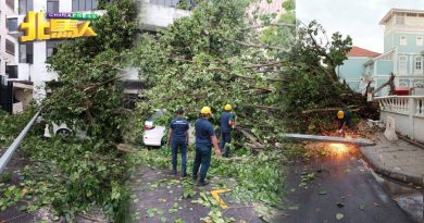 狂风暴雨袭槟岛 友联街大树遭连根拔起