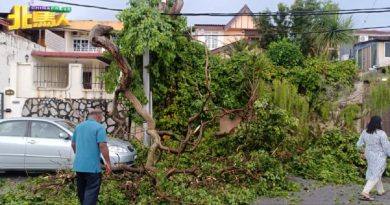 狂风暴雨昨午侵袭   槟岛13地有树倒及树枝断裂