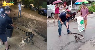 排水沟因豪雨水溢出 一周内两条蟒蛇“出游”