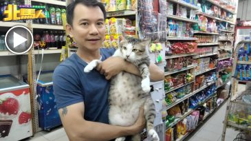 One By One爆红了猫 店主是猫痴 养了11只