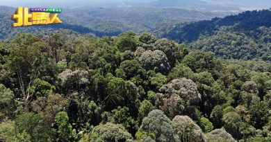邦苏山森林保护区伐木计划 吉环境局定期监督与调查