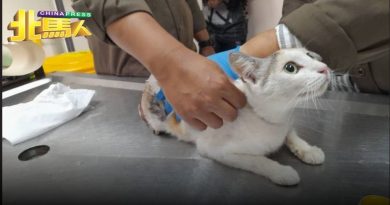 猫咪被绳索套脖拖拽事件 槟兽医局：不会有提控