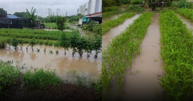 雨季影响北马蔬菜产量 菜农：价格暂不受影响