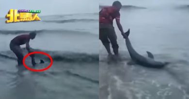 小海豚搁浅峇都茅浅滩  热心民助它游回大海