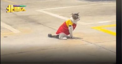 猫咪穿制服“执勤”？ 萌呆样融化网民心