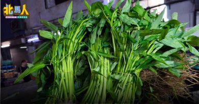槟暂无毁菜贱卖 菜价稳定