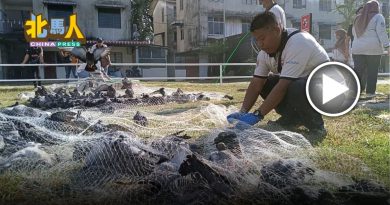 今日北马头条 | 人工捕捉 难解鸽患 北海亲善园 将试跑自动捕鸽机
