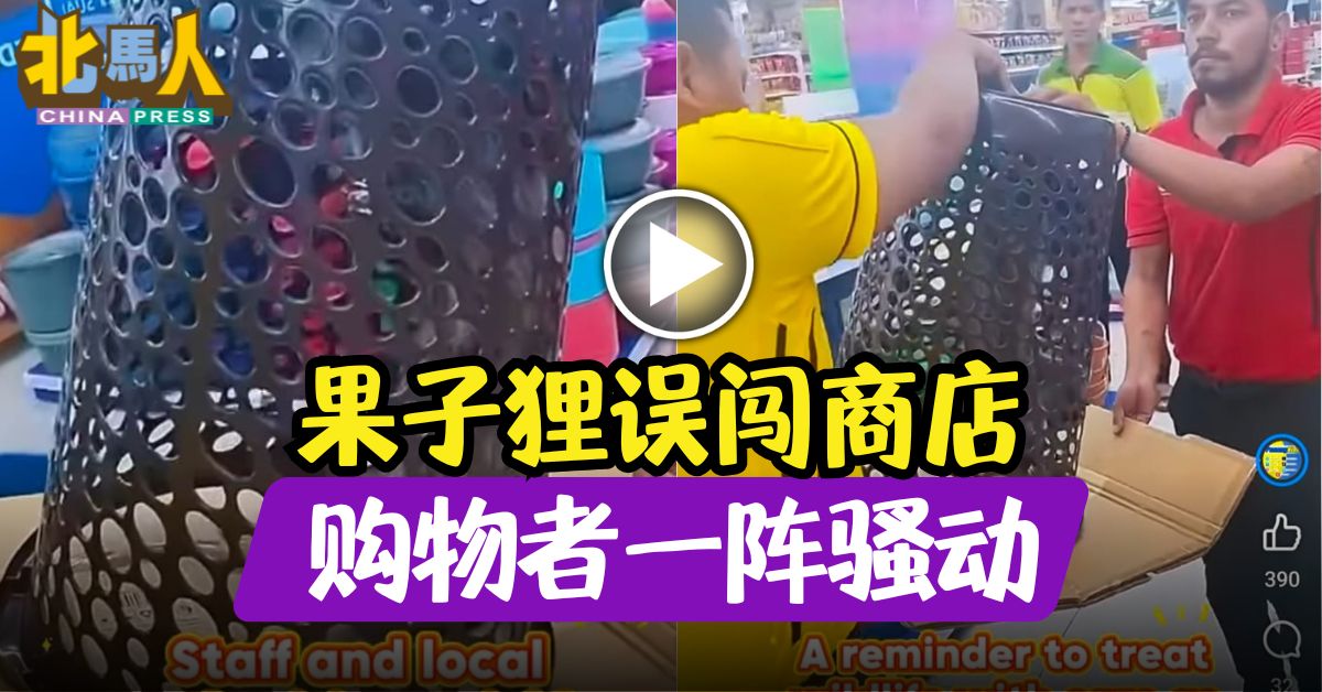 果子狸误闯商店 购物者一阵骚动